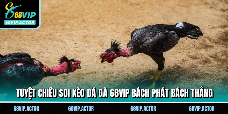 Đá Gà 68VIP - Top Các Kèo Cược Hấp Dẫn Không Thể Bỏ Qua 3 Tuyệt chiêu soi kèo đá gà 68VIP bách phát bách thắng