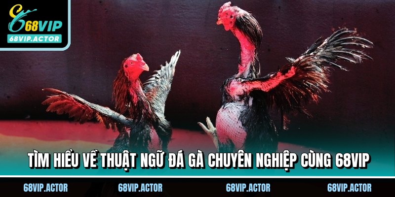 Tìm hiểu về thuật ngữ đá gà chuyên nghiệp cùng 68VIP