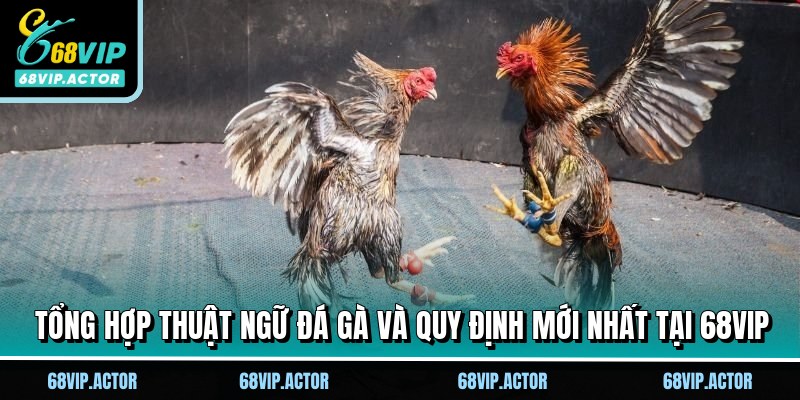 Tổng hợp Thuật ngữ đá gà và quy định mới nhất tại 68VIP